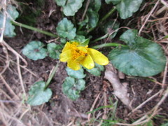 Vårkål (Ranunculus ficaria)