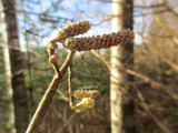 Hassel (Corylus avellana)