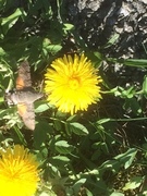 Hummingbird Hawk-moth (Macroglossum stellatarum)
