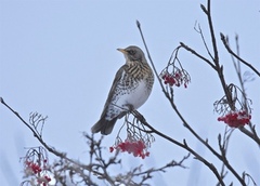 Gråtrost (Turdus pilaris)