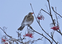 Gråtrost (Turdus pilaris)