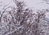 Gråtrost (Turdus pilaris)