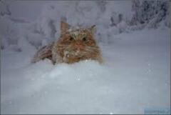 Cat (Felis catus)