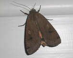 Hagebåndfly (Noctua pronuba)