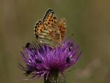 Aglajaperlemorvinge (Argynnis aglaja)