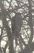 Spurvehauk (Accipiter nisus)