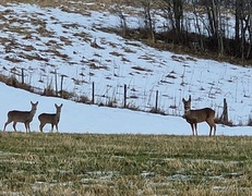 Roe Deer (Capreolus capreolus)