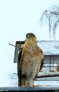 Eurasian Sparrowhawk (Accipiter nisus)