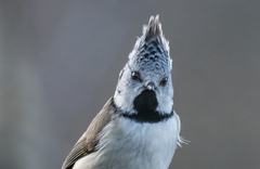 Toppmeis (Lophophanes cristatus)