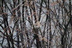 Chaffinch (Fringilla coelebs)
