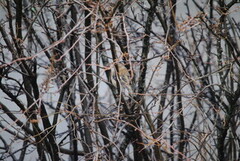 Chaffinch (Fringilla coelebs)