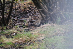 Chaffinch (Fringilla coelebs)