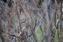 Chaffinch (Fringilla coelebs)