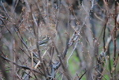 Bokfink (Fringilla coelebs)