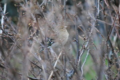 Chaffinch (Fringilla coelebs)