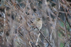 Chaffinch (Fringilla coelebs)