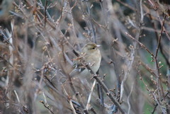 Bokfink (Fringilla coelebs)