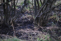 Winter Wren (Troglodytes troglodytes)