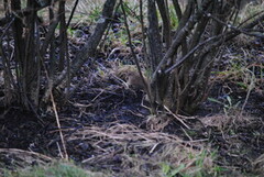 Gjerdesmett (Troglodytes troglodytes)