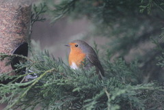 Rødstrupe (Erithacus rubecula)