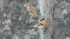 Bjørkefink (Fringilla montifringilla)