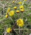 Hestehov (Tussilago farfara)