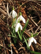 Snøklokke (Galanthus nivalis)