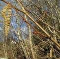 Svartor (Alnus glutinosa)