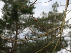 Selje (Salix caprea)