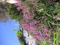 Bell-hather (Erica cinerea)