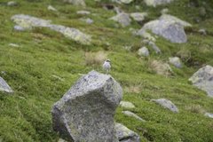 Wheatear (Oenanthe oenanthe)