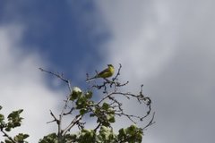 Yellow Wagtail (Motacilla flava)