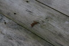 Gray field slug (Deroceras reticulatum)