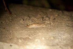 Gray field slug (Deroceras reticulatum)