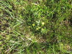 Tepperot (Potentilla erecta)