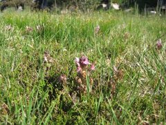 Kystmyrklegg (Pedicularis sylvatica)