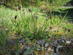 Smalkjempe (Plantago lanceolata)