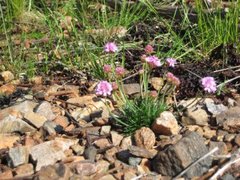 Fjærekoll (Armeria maritima)