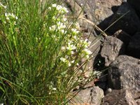 Skjørbuksurt (Cochlearia officinalis)