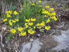 Tiriltunge (Lotus corniculatus)