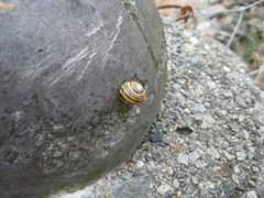 White-lipped Gardensnail (Cepaea hortensis)