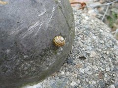 Hagesnegl (Cepaea hortensis)