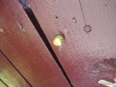 White-lipped Gardensnail (Cepaea hortensis)