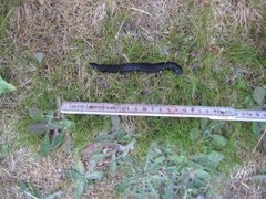 European black slug (Arion ater)