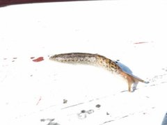 Giant Garden Slug (Limax maximus)