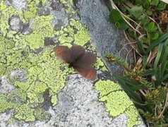 Dewy Ringlet (Erebia pandrose)