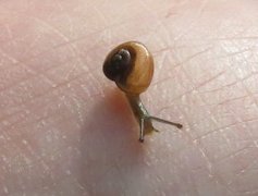 Garlic Glass-snail (Oxychilus allarius)