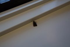 Black Rustic (Aporophyla nigra)