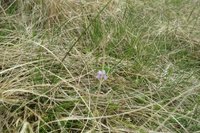 Myrfiol (Viola palustris)