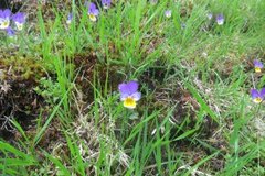 Stemorsblom (Viola tricolor)